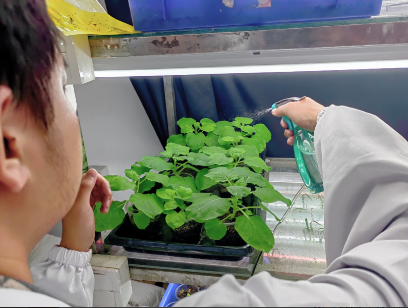 直面农户需求：RNA生物农药的“破局”之路