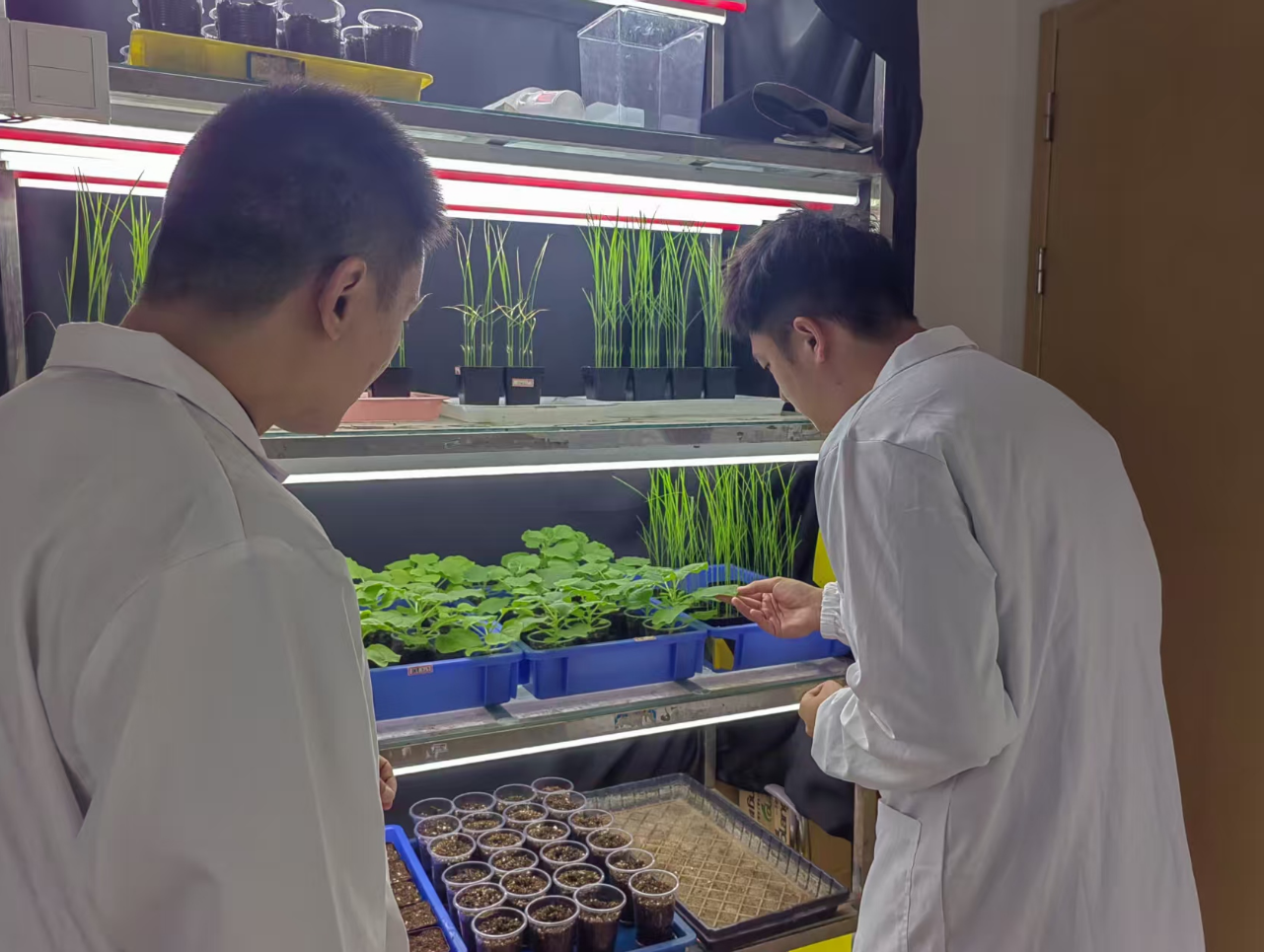 直面农户需求：RNA生物农药的“破局”之路